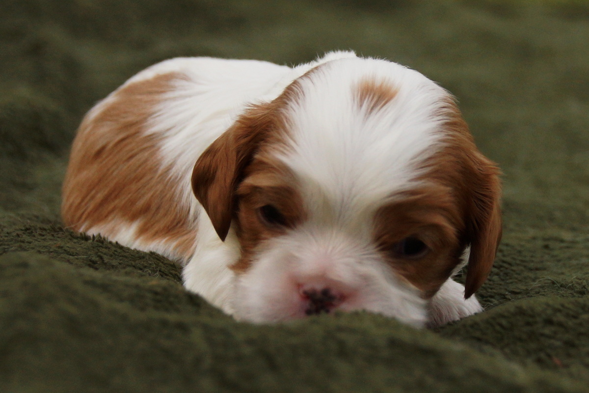 2026-07-03-Teddy-of-Gillbrook-07