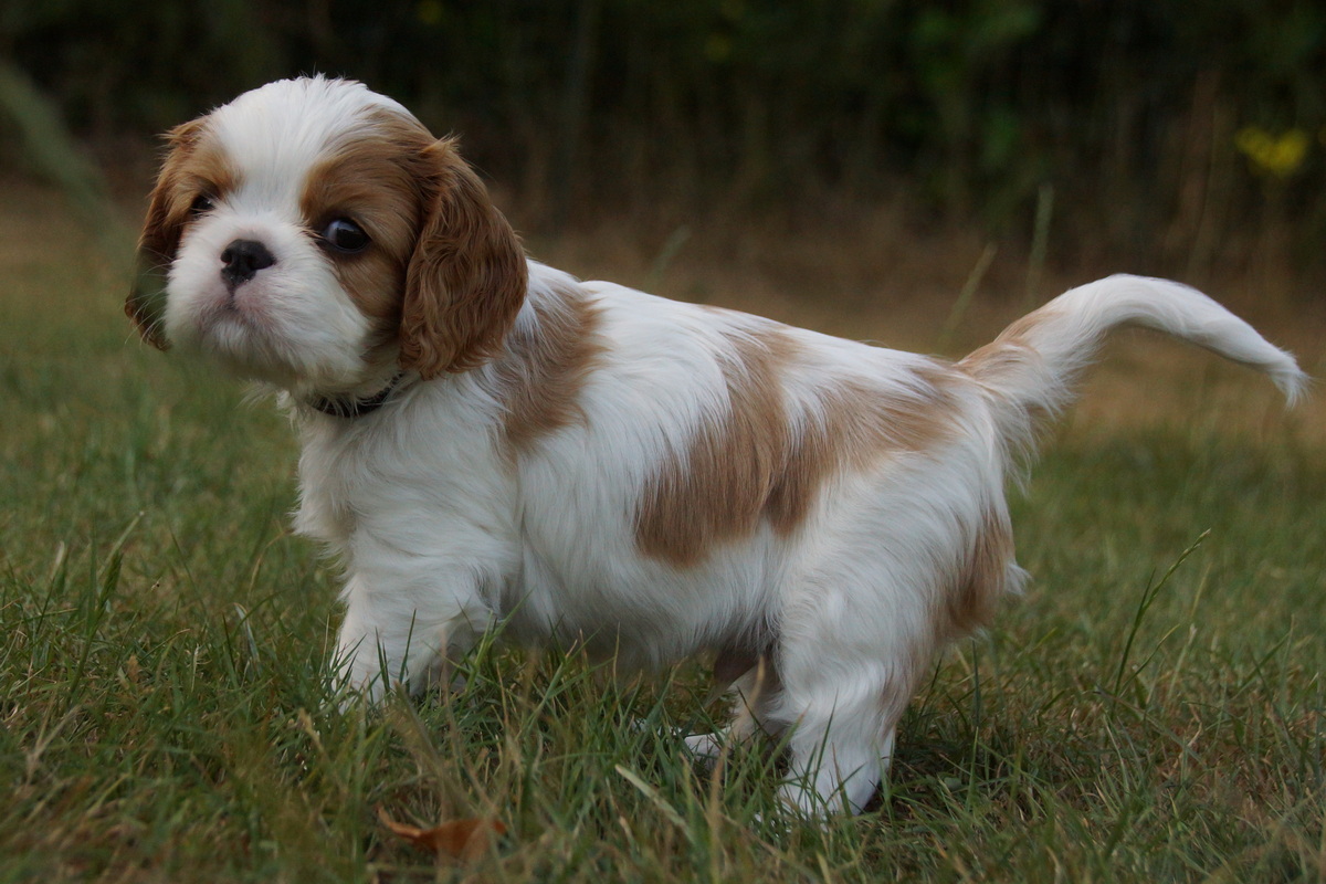 2026-07-28-Teddy-of-Gillbrook-36