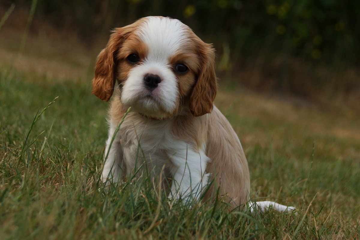 2026-07-28-Tobi-of-Gillbrook-31