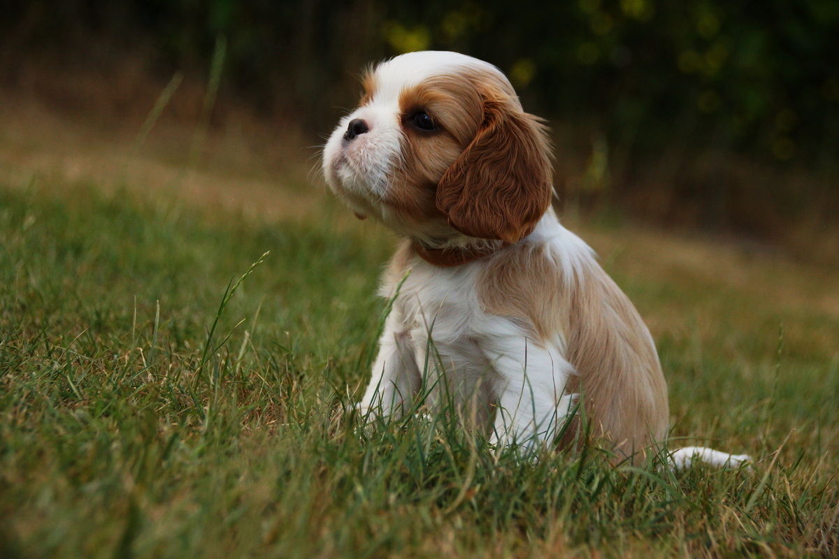 2026-07-28-Tobi-of-Gillbrook-35